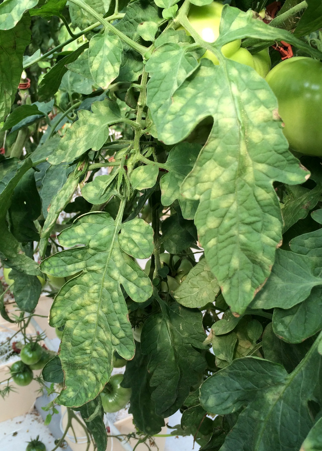 Common Diseases Of Tomatoes Mississippi State University Extension Service